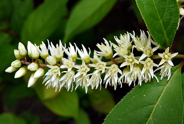{Itea virginica}